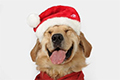 christmas-dog