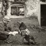 11 Animals In The War Effort